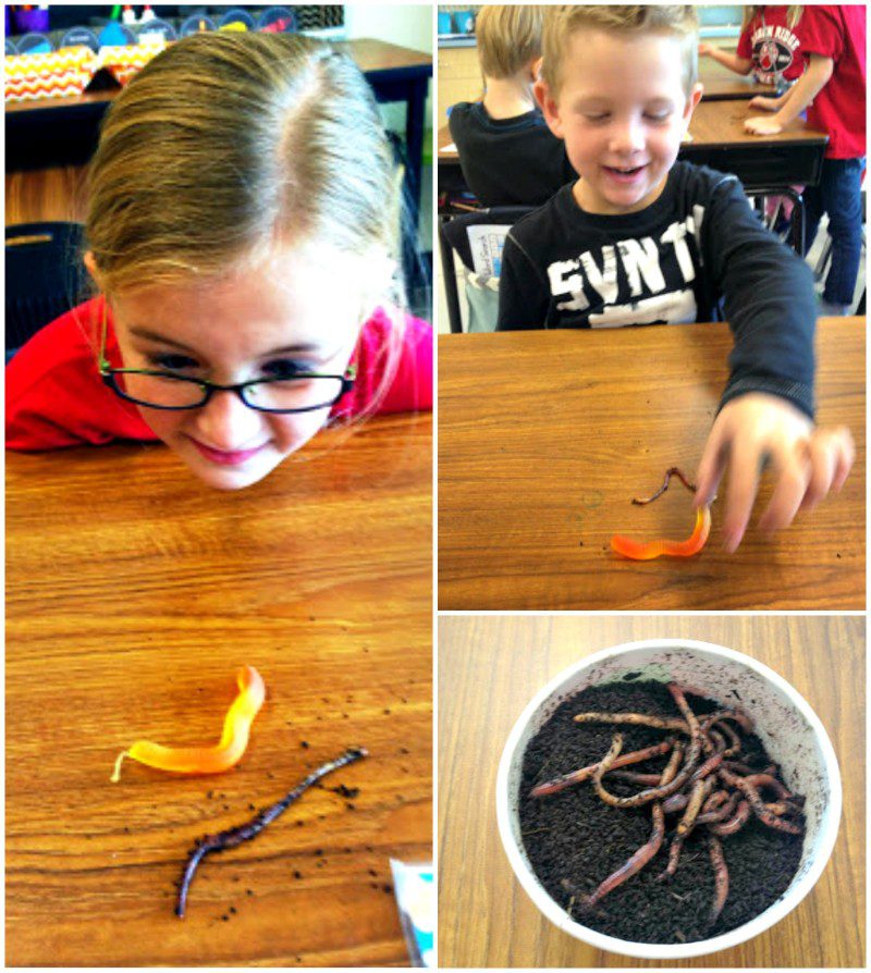 living things summer science