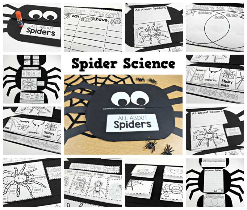 spider-science