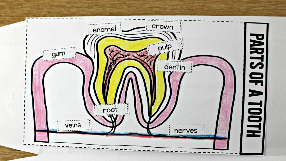 Dental Health Tooth Book - Tunstall's Teaching