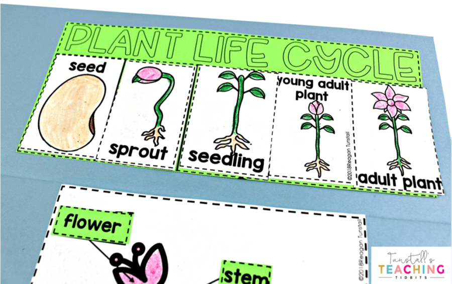 Interactive Plant Science - Tunstall's Teaching