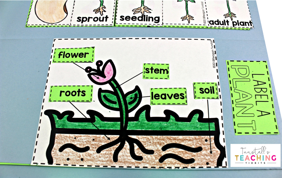 Interactive Plant Science - Tunstall's Teaching