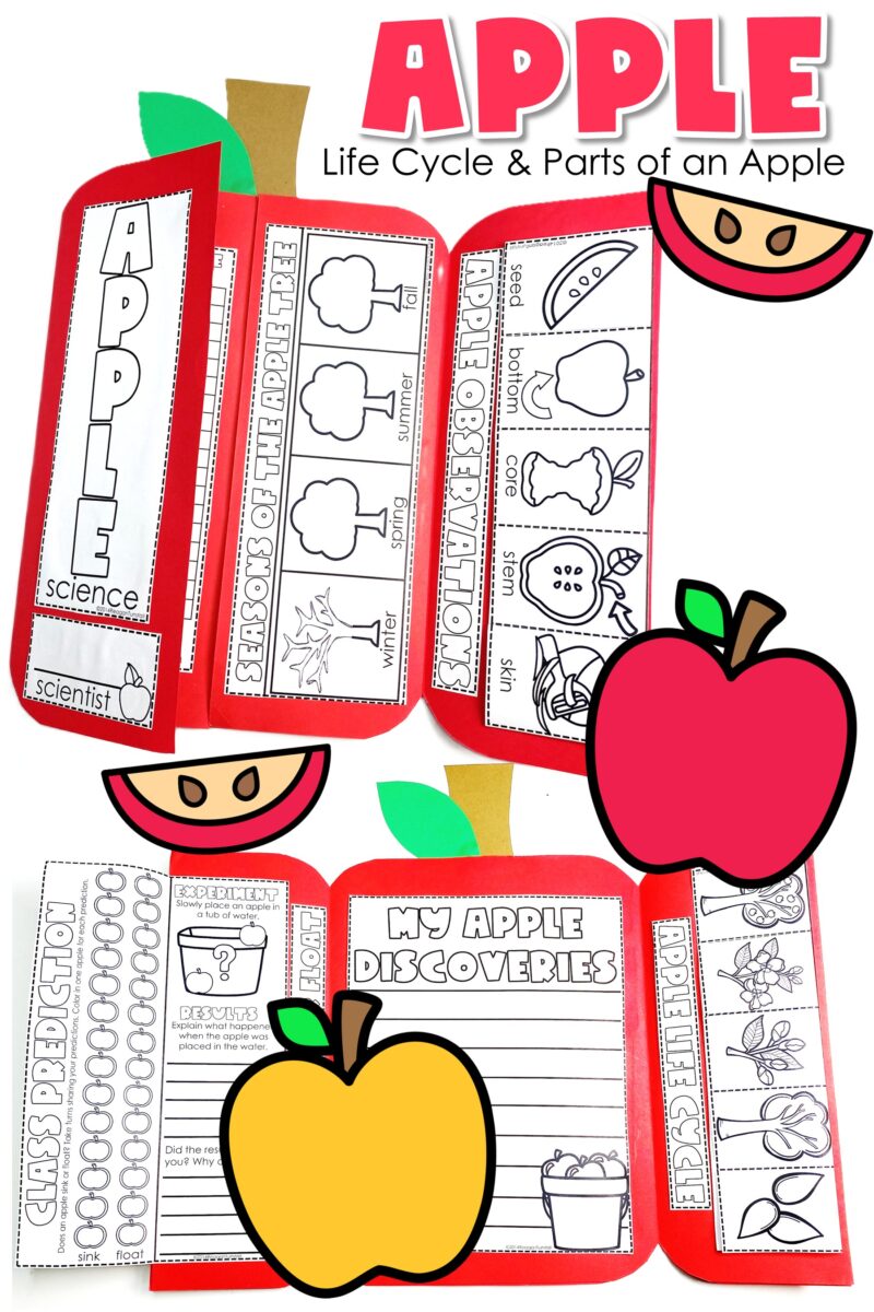 Apple life cycle and parts of an apple science activities with interactive foldables, apple observations, sink-or-float experiment, and student discovery pages.