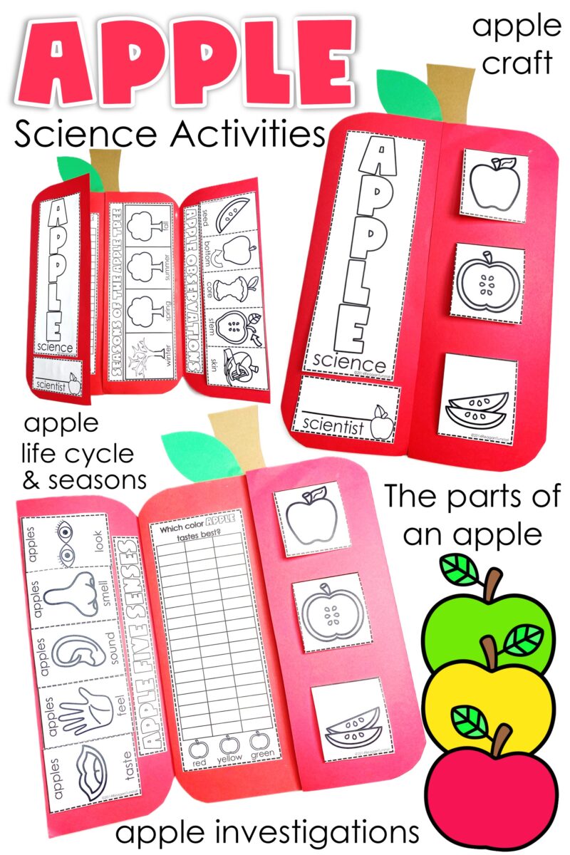 Apple science activities for K–2 featuring an apple craft, life cycle, seasons, five senses, parts of an apple, taste-test graphing, and apple investigations.