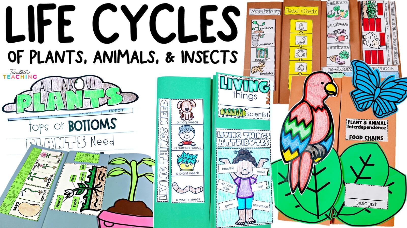 Life Cycles of Plants, Animals, and Insects