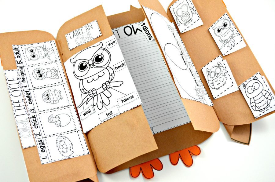 foldable owl learning book nocturnal animals